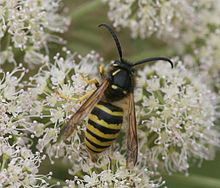 dolichovespula sylvestris Randers Volieren