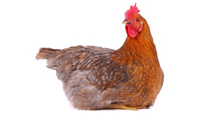 Udstyr til høns | Randers volieren