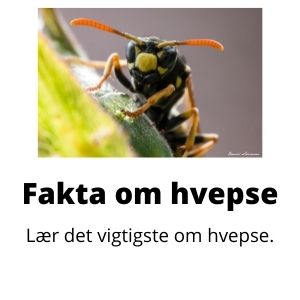 Fakta om hvepse