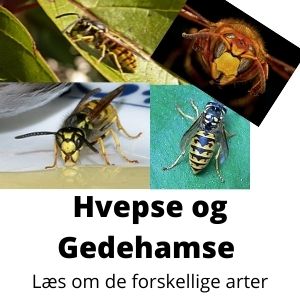 Hvepse Arter Randers Volieren