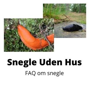 Snegle Uden Hus Randers Volieren