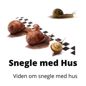 Snegle med hus Randers Volieren
