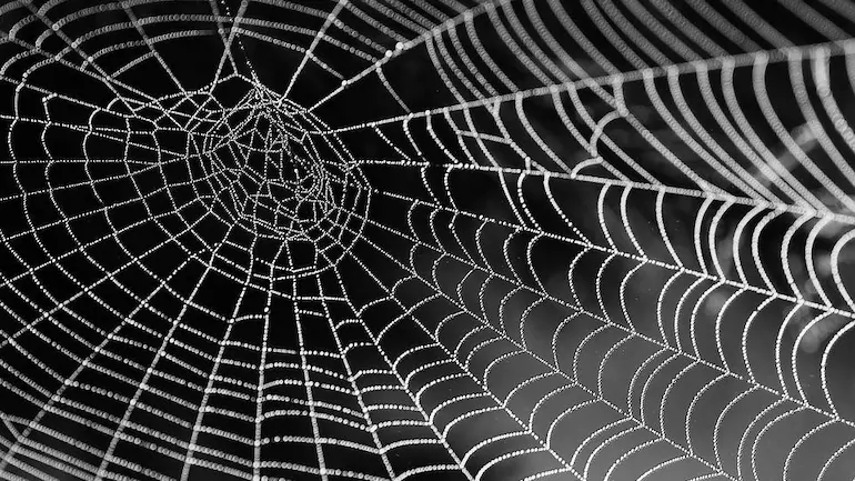 Edderkop spin | Randers volieren