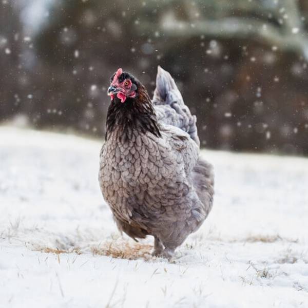høne i sne | Randers volieren